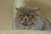 BRITISH LONGHAIR 002